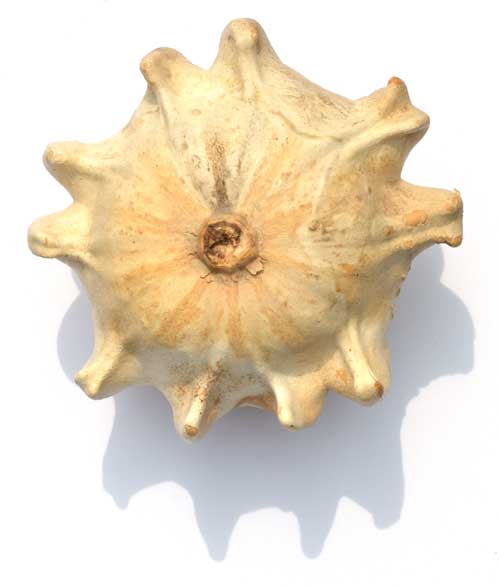kuerbis