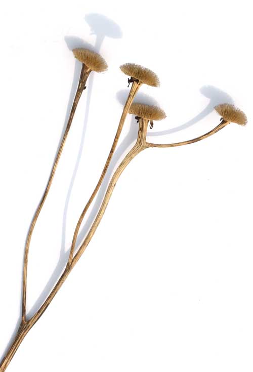 trockenblume